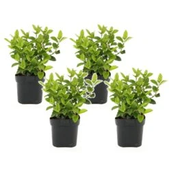 Viburnum Tinus - Set De 4 - Véritable Laurier - Pot 17cm - Hauteur 25-40cm