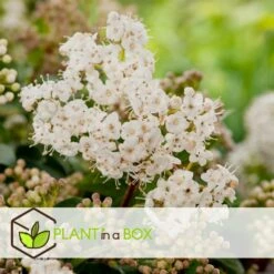 Viburnum Tinus - Set De 4 - Véritable Laurier - Pot 17cm - Hauteur 25-40cm -Pas Cher Verloisia Magasin 64594fc73362b6.46971732