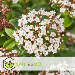 Viburnum Tinus - Set De 4 - Véritable Laurier - Pot 17cm - Hauteur 25-40cm -Pas Cher Verloisia Magasin 64594fc7449982.12702596