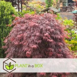 Acer Palmatum 'garnet' - Set De 2 - Erable - Pot 19cm - Hauteur 60-70cm -Pas Cher Verloisia Magasin 64594fca26f953.48731481