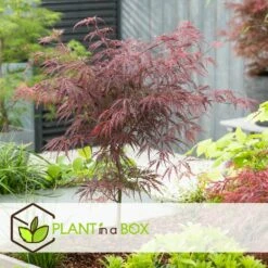 Acer Palmatum 'garnet' - Set De 2 - Erable - Pot 19cm - Hauteur 60-70cm -Pas Cher Verloisia Magasin 64594fca4b0651.02108510