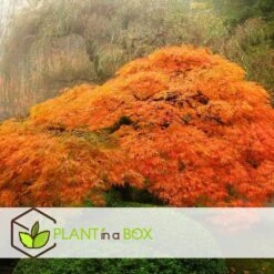 Erable Japonais 'orange Lace' - Set De 2 - Erable - Pot 19 - Hauteur 60-70cm -Pas Cher Verloisia Magasin 64594fd951c370.03946757