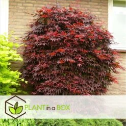 Acer Palmatum 'atropurpureum' - Set De 2 - Erable - Pot 19cm - Hauteur 60-70cm -Pas Cher Verloisia Magasin 64594fdc9db923.88068489