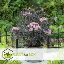 Sambucus Nigra 'black Lace' - Set De 4 - Pot 17cm - Hauteur 25-40cm -Pas Cher Verloisia Magasin 64594fe017ff58.54905189