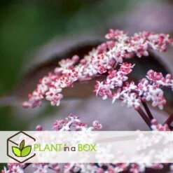 Sambucus Nigra 'black Lace' - Set De 4 - Pot 17cm - Hauteur 25-40cm -Pas Cher Verloisia Magasin 64594fe01c6815.60092599