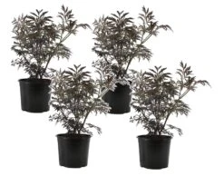 Sambucus Nigra 'black Lace' - Set De 4 - Pot 17cm - Hauteur 25-40cm