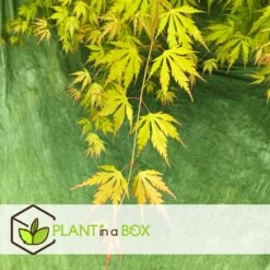 Érable Du Japon 'orange Lace' - érable Du Japon - Pot 19 - Hauteur 60-70cm -Pas Cher Verloisia Magasin 64594fe370eab8.96202355