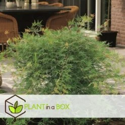 Acer Palmatum 'emerald Lace' - Set De 2 - Erable - Pot 19cm - Hauteur 60-70cm -Pas Cher Verloisia Magasin 64594fe76484d1.79791635