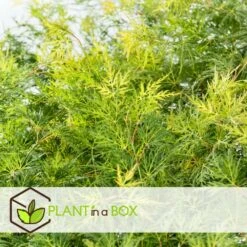 Acer Palmatum 'emerald Lace' - Set De 2 - Erable - Pot 19cm - Hauteur 60-70cm -Pas Cher Verloisia Magasin 64594fe7701380.01292774