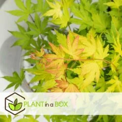 Acer 'orange Dream' - Set De 2 - Erable Japonais - Pot 19cm - Hauteur 60-70cm 7 Acer 'orange Dream' - Set De 2 - Erable Japonais - Pot 19cm - Hauteur 60-70cm -Pas Cher Verloisia Magasin 64594fee6b73d3.76688745