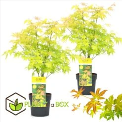 Acer 'orange Dream' - Set De 2 - Erable Japonais - Pot 19cm - Hauteur 60-70cm 6 Acer 'orange Dream' - Set De 2 - Erable Japonais - Pot 19cm - Hauteur 60-70cm -Pas Cher Verloisia Magasin 64594fee735433.34833344