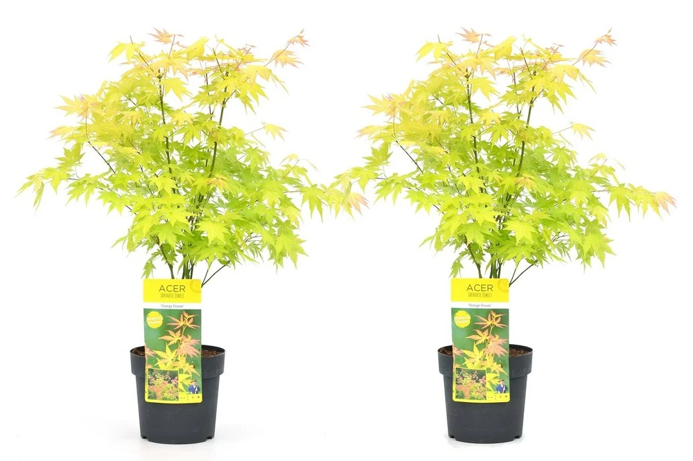 Acer 'orange Dream' - Set De 2 - Erable Japonais - Pot 19cm - Hauteur 60-70cm 1 Acer 'orange Dream' - Set De 2 - Erable Japonais - Pot 19cm - Hauteur 60-70cm