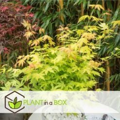 Acer 'orange Dream' - Set De 2 - Erable Japonais - Pot 19cm - Hauteur 60-70cm 9 Acer 'orange Dream' - Set De 2 - Erable Japonais - Pot 19cm - Hauteur 60-70cm -Pas Cher Verloisia Magasin 64594fee93e6f8.30303969