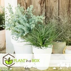 Fascicularia - Set De 2 - Feuilles Bleu-gris - Pot 13cm - Hauteur 20-30cm -Pas Cher Verloisia Magasin 64594ff3527889.00738581