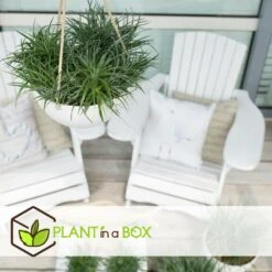 Fascicularia - Set De 2 - Feuilles Bleu-gris - Pot 13cm - Hauteur 20-30cm -Pas Cher Verloisia Magasin 64594ff376f620.10067684