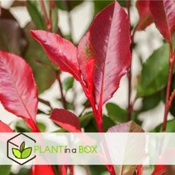 Photinia Fraseri Red Robin - Set De 4 - Pot 17cm - Hauteur 30-40cm -Pas Cher Verloisia Magasin 64594ff9cf3cb2.94162691