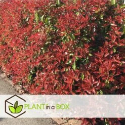 Photinia Fraseri Red Robin - Set De 6 - Pot 17cm - Hauteur 30-40cm -Pas Cher Verloisia Magasin 6459500a3f3082.23305329