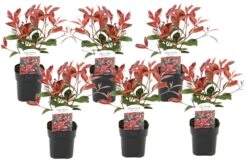 Photinia Fraseri Red Robin - Set De 6 - Pot 17cm - Hauteur 30-40cm