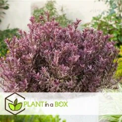 Hebe Pinguifolia - Mélange De 12 - Arbuste - Pot 10.5cm - Hauteur 15-20cm -Pas Cher Verloisia Magasin 6459500e64f3c6.09711097