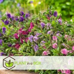 Hebe Pinguifolia - Mélange De 12 - Arbuste - Pot 10.5cm - Hauteur 15-20cm -Pas Cher Verloisia Magasin 6459500e708ff1.21350477