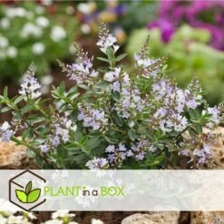 Hebe Pinguifolia - Mélange De 12 - Arbuste - Pot 10.5cm - Hauteur 15-20cm -Pas Cher Verloisia Magasin 6459500e849c88.75910708