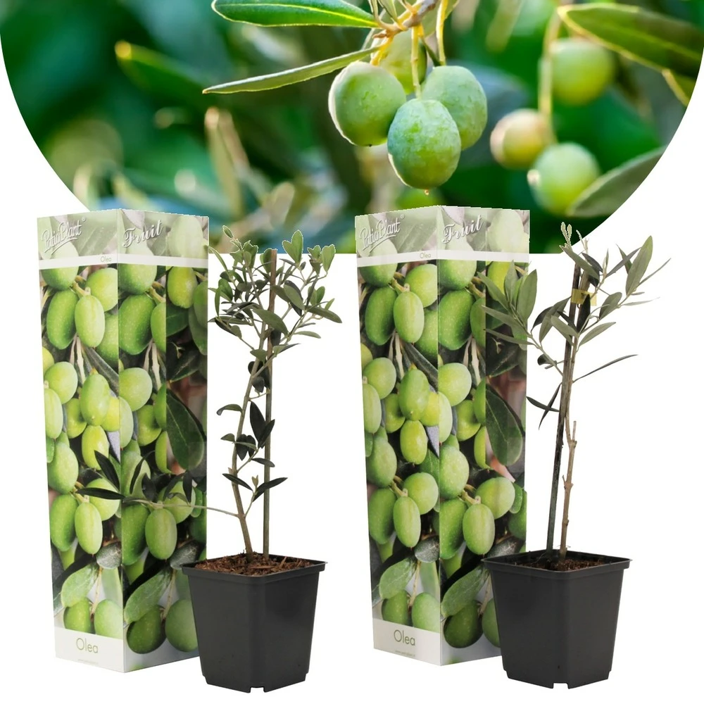Olea Europaea - Oliviers - Pot 9cm - Hauteur 25-40cm 1 Olea Europaea - Oliviers - Pot 9cm - Hauteur 25-40cm