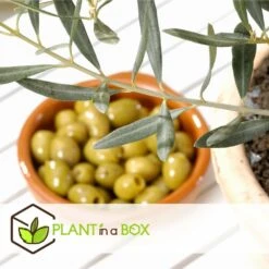 Olea Europaea - Oliviers - Pot 9cm - Hauteur 25-40cm 7 Olea Europaea - Oliviers - Pot 9cm - Hauteur 25-40cm -Pas Cher Verloisia Magasin 6459501218bf44.03120983