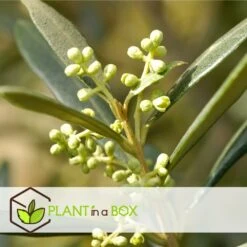 Olea Europaea - Oliviers - Pot 9cm - Hauteur 25-40cm 6 Olea Europaea - Oliviers - Pot 9cm - Hauteur 25-40cm -Pas Cher Verloisia Magasin 64595012239446.66153522