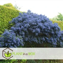 Ceanothus Thyrsiflorus Repens - Set De 2 - Arbuste - Pot 17cm - Hauteur 60-70cm 6 Ceanothus Thyrsiflorus Repens - Set De 2 - Arbuste - Pot 17cm - Hauteur 60-70cm -Pas Cher Verloisia Magasin 6459513fcb8ff0.38365797