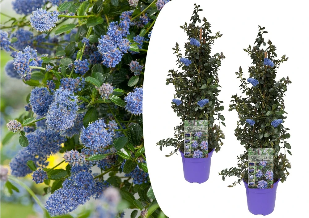 Ceanothus Thyrsiflorus Repens - Set De 2 - Arbuste - Pot 17cm - Hauteur 60-70cm 1 Ceanothus Thyrsiflorus Repens - Set De 2 - Arbuste - Pot 17cm - Hauteur 60-70cm