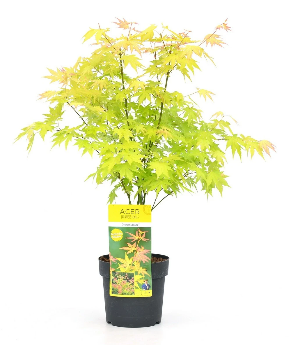 Acer 'orange Dream' - érable Du Japon - Pot 19cm - Hauteur 60-70cm 1 Acer 'orange Dream' - érable Du Japon - Pot 19cm - Hauteur 60-70cm