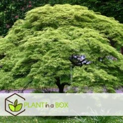 Acer Palmatum 'emerald Lace' - érable Du Japon - Pot 19cm - Hauteur 60-70cm -Pas Cher Verloisia Magasin 64595151886530.45803562