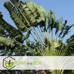 Ravenala Madagascariensis - Set De 3 - Palmier - Pot 9cm - Hauteur 25-40cm 8 Ravenala Madagascariensis - Set De 3 - Palmier - Pot 9cm - Hauteur 25-40cm -Pas Cher Verloisia Magasin 6459515dbfa1c9.26075985