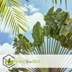 Ravenala Madagascariensis - Set De 3 - Palmier - Pot 9cm - Hauteur 25-40cm 7 Ravenala Madagascariensis - Set De 3 - Palmier - Pot 9cm - Hauteur 25-40cm -Pas Cher Verloisia Magasin 6459515dc6f232.05347240