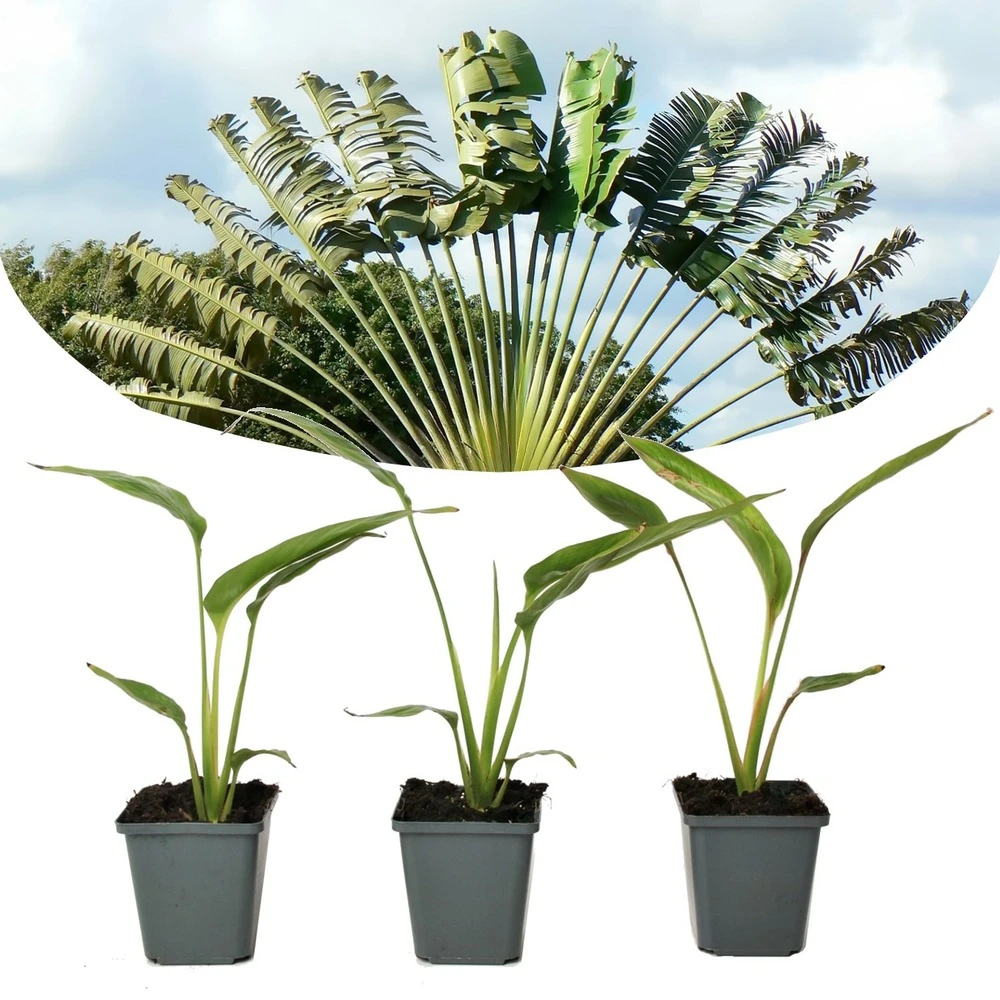 Ravenala Madagascariensis - Set De 3 - Palmier - Pot 9cm - Hauteur 25-40cm 1 Ravenala Madagascariensis - Set De 3 - Palmier - Pot 9cm - Hauteur 25-40cm