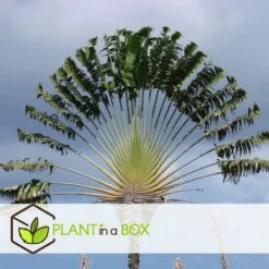 Ravenala Madagascariensis - Set De 3 - Palmier - Pot 9cm - Hauteur 25-40cm 9 Ravenala Madagascariensis - Set De 3 - Palmier - Pot 9cm - Hauteur 25-40cm -Pas Cher Verloisia Magasin 6459515de71cc3.06727353