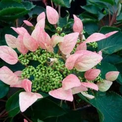 Schizophragma Hydrangeoides 'roseum' - Schizophragma Hydrangeoides 3l -Pas Cher Verloisia Magasin 645d6487257c62.48362982