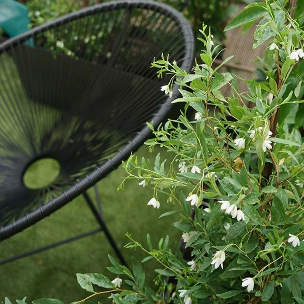 Sollya Heterophylla "alba" - Sollya Heterophylla 3l 4 Sollya Heterophylla "alba" - Sollya Heterophylla 3l – Image 4