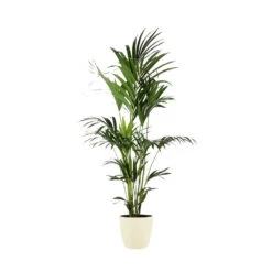 Kentia Palme - Howea Forsteriana - Xxl - Environ 165cm De Haut - Dans Le Pot "brussels" - Crème