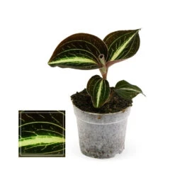 Jewel Orchid - Macodes Anoectochilus Moonstone - Mini Orchidée Terrestre à Feuilles Fantaisies - Pot 6cm