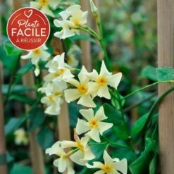 Jasmin étoilé Jaune - Trachelospermum Asiaticum 3l
