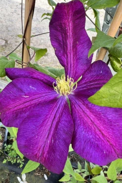 Clématite 'voluceau' - 3l