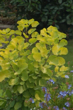 Arbre à Perruques Doré - 5l