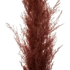 Set De 3 Fleurs Séchées "pampa Naturelle" - H110 Cm -Pas Cher Verloisia Magasin 6483186e51d3d2.05693830