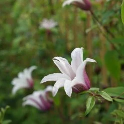 Clématite 'princess Kate®' ('zoprika') - Clematis Texensis 3l -Pas Cher Verloisia Magasin 64870cd0132795.26752018
