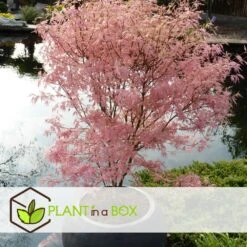 Japanese Maple 'taylor' - 'limited Edition' - Pot 19cm - Hauteur 60-70cm -Pas Cher Verloisia Magasin 649325918db7a8.65789021