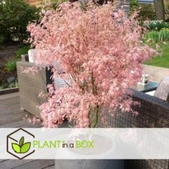 Japanese Maple 'taylor' - 'limited Edition' - Pot 19cm - Hauteur 60-70cm -Pas Cher Verloisia Magasin 649325919a0225.55210644
