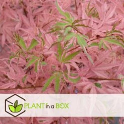 Érable Du Japon 'taylor' - Set De 2 - érable - Pot 19cm - Hauteur 60-70cm -Pas Cher Verloisia Magasin 64932592e44741.45543533