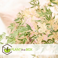 Érable Du Japon 'taylor' - Set De 2 - érable - Pot 19cm - Hauteur 60-70cm -Pas Cher Verloisia Magasin 649325931c4e33.62041123