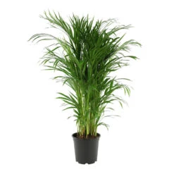 Aréca : H.180 Cm